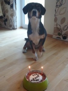 Geburtstag Torte für Hund