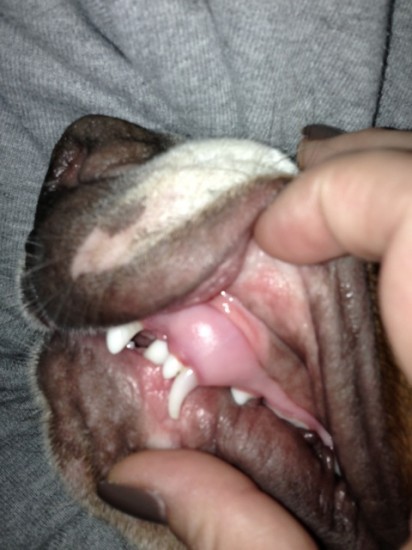 Zahnwechsel Hund