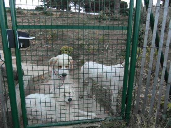 Wachhunde auf einem Anwesen auf der Halbinsel Saint Tropez in Frankreich.