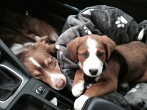 Hund im Auto  