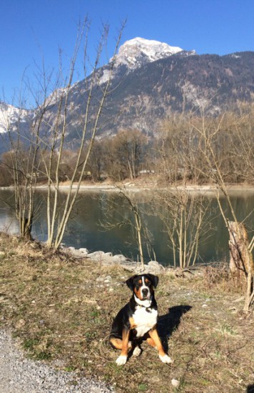 Grosser Schweizer Sennenhund von den Gänsewiesen 