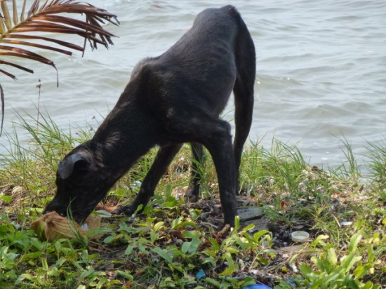 Hund und die Kokosnuss Gretes Sennenhunde Blog