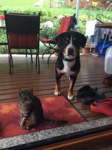Hund und Katze 