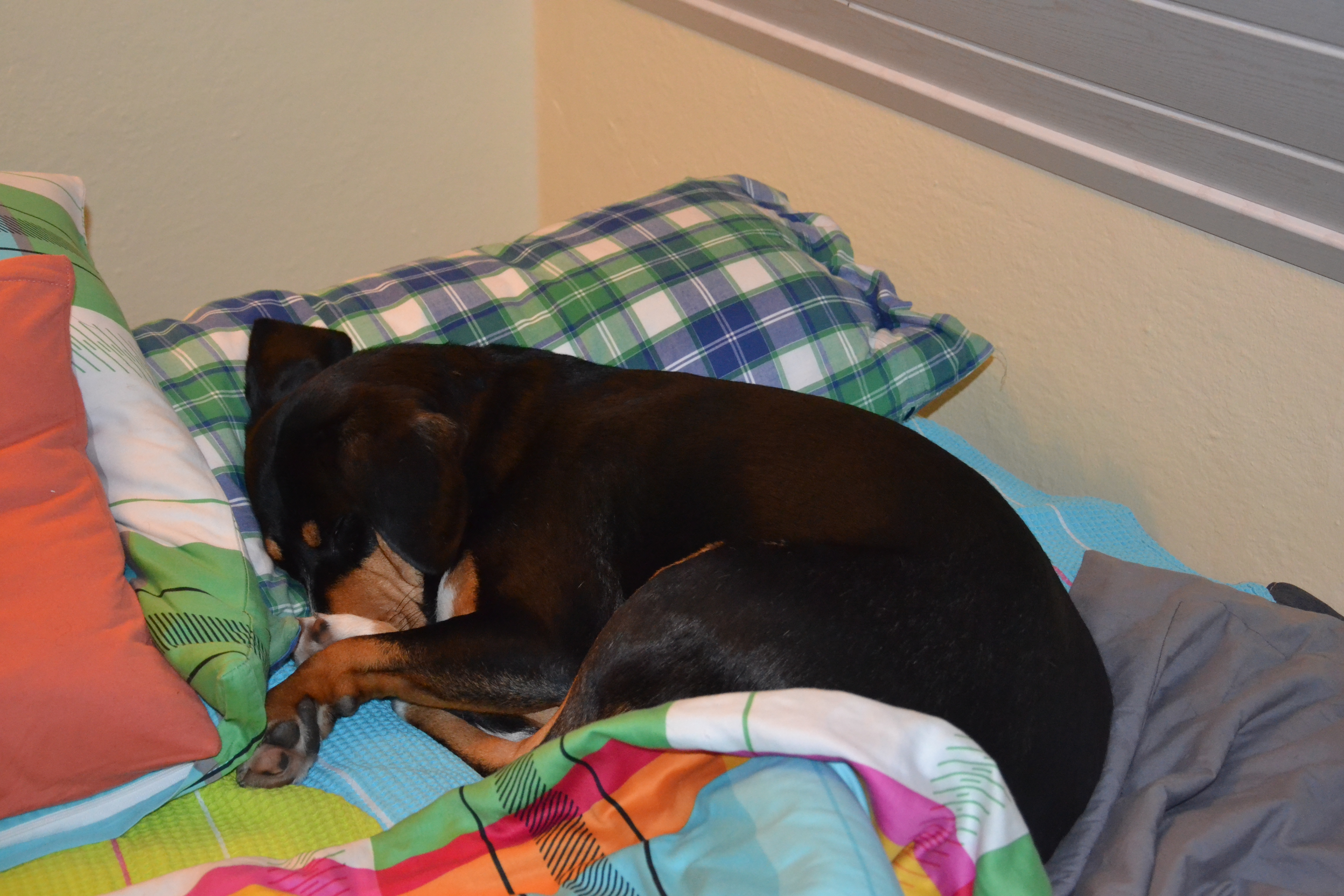 Hund im eigenen Bett Gretes Sennenhunde Blog