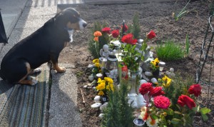 Am Grab meiner Vorgänger Hunde von meinem Frauchen.