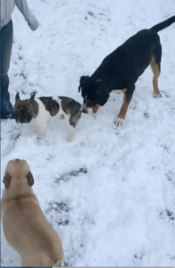 Sennenhund im Schnee