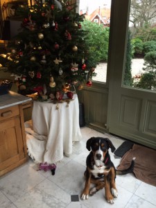 Weihnachten mit Hund 