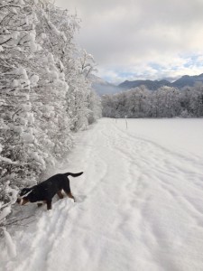 Grosser Schweizer im Schnee