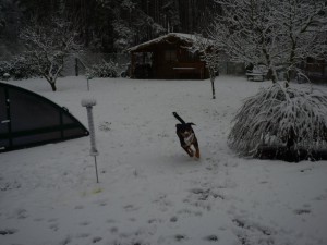 Winter mit Hund 