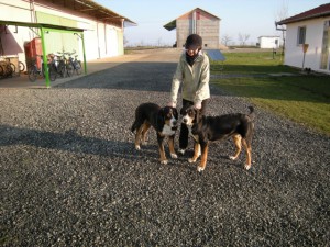grosse Sennenhunde  in Rumänien 