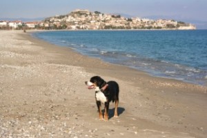 Grosser Schweizer Sennenhund in Griechenland 