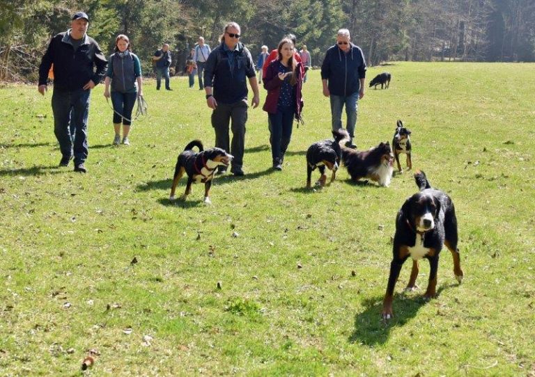 Tipp Dein Hund ist ein Rudeltier Gretes Sennenhunde Blog