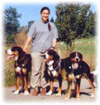 3 Grosse Schweizer Sennenhunde
