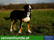 Grosser Schweizer Sennenhund 